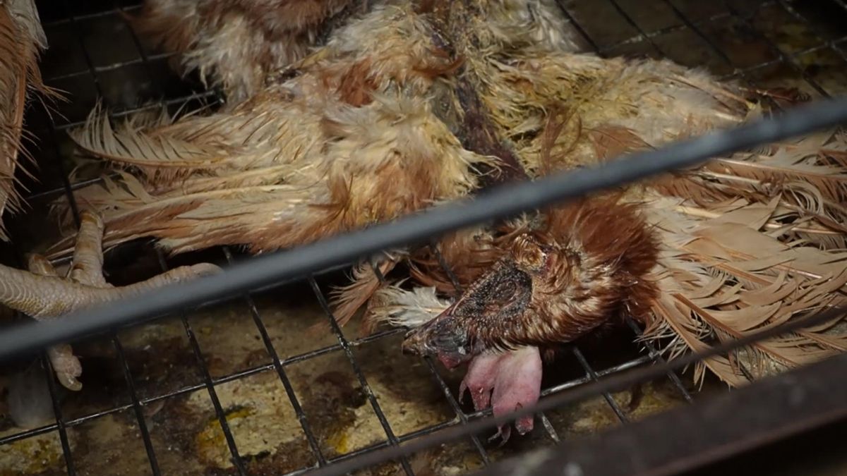 Els afectats per la 'granja dels horrors' amb segell de benestar animal denuncien AENOR per presumpta estafa