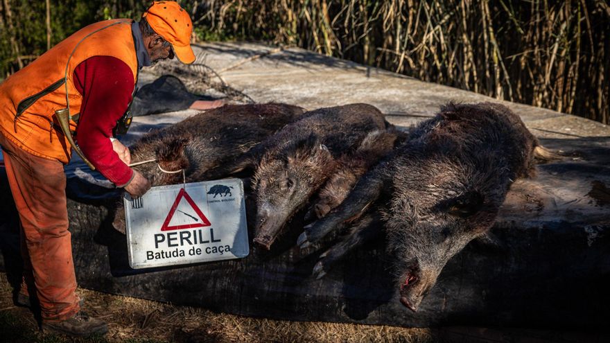El Gobierno investiga ahora si el origen del brote de peste porcina está en un laboratorio