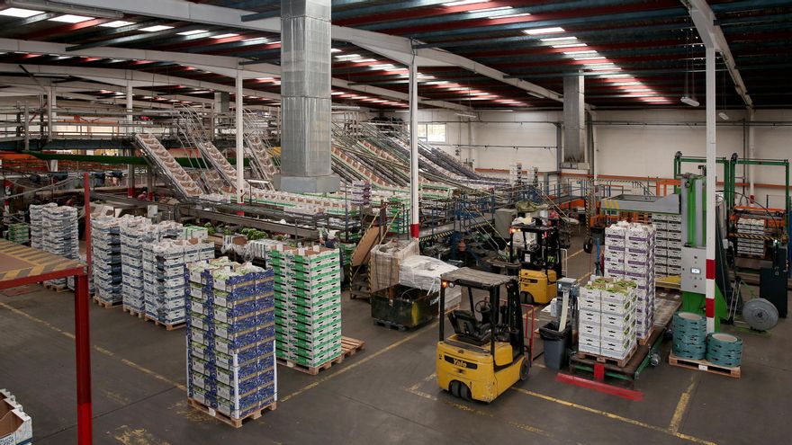 Zona de empaquetado de la cooperativa Agrícola del Norte de Gran Canaria.