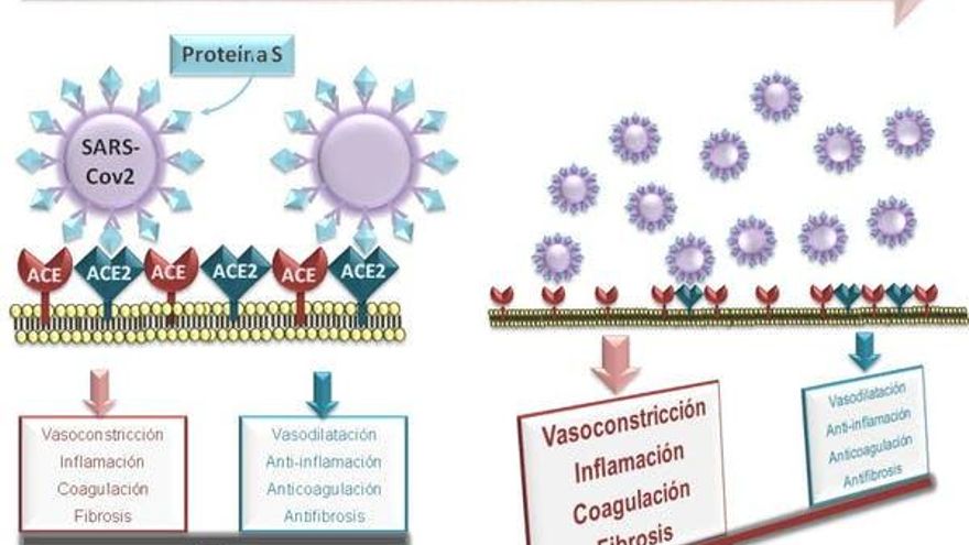 El Sistema Renina Angiotensina (RAS) en el progreso de la Covid-19