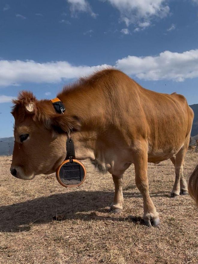 Una vaca con un collar con GPS
