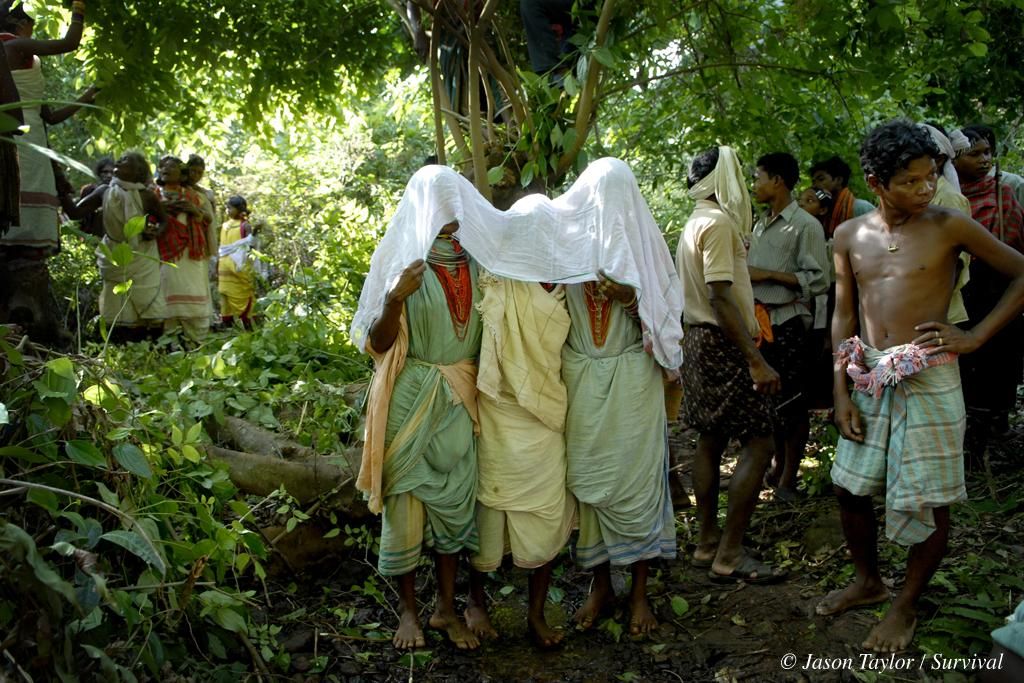 Cuando el aire se llena del polvoriento olor de la cúrcuma y las mujeres jóvenes se han teñido los brazos de su rico amarillo ha llegado el momento de una boda dongria kondh. Las colinas de Niyamgiri son una zona de frondosos bosques, profundas gargantas y bellas cascadas en el estado de Odisha, en el este de la India. La región es el hogar de la tribu dongria kondh, cuya supervivencia depende de su simbiótica relación con su entorno natural. Los dongrias veneran al dios de la montaña Niyam Raja Penu, y a su trono en Niyam Dongar, la Montaña de la Ley, de 4.000 metros de altitud./Fotografía: ©Jason Taylor / Survival International