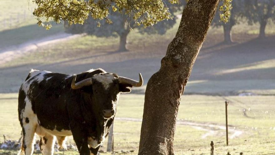 Toro de lidia.
