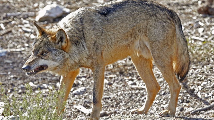 La Rioja se suma a otras regiones del norte del Duero para permitir la caza del lobo