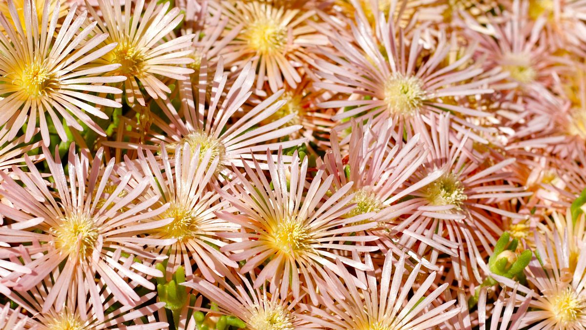 La planta del hielo no suele superar los 15 cm de altura, pero se expande rápidamente si tiene espacio.
