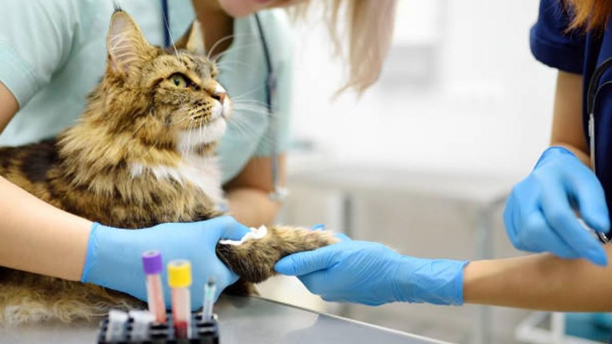 Día del veterinario