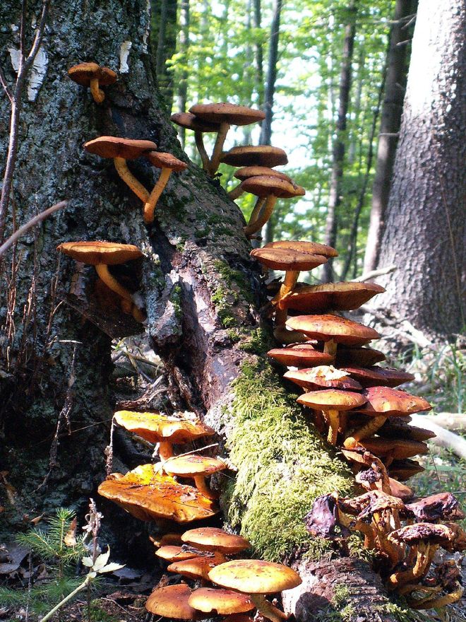 Un paraíso a ras de suelo. La riqueza micótica de Bialowieza es grandísima.