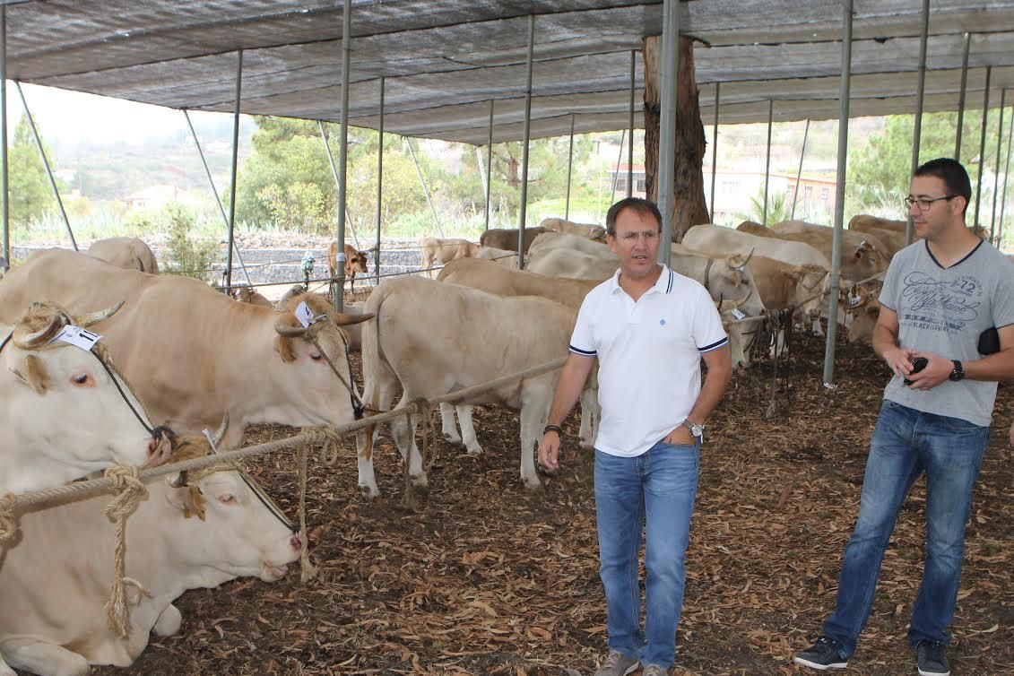 El alcalde de El Paso, Sergio Rodríguez, en la Fería Insular de Ganado Autóctono.