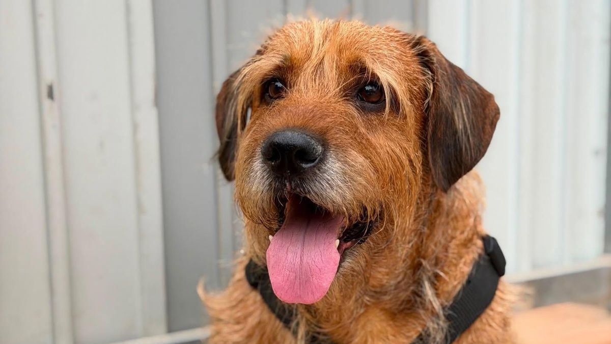 Juni se queda solo: el perro que vivió aislado, perdió a su dueño y ahora busca una oportunidad