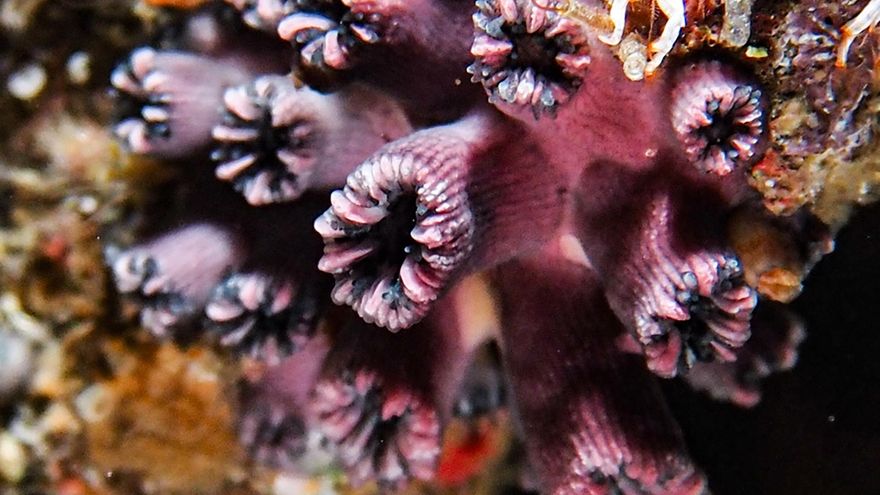 Redescubren a un coral solitario y endémico de las Islas Galápagos que se creía extinto