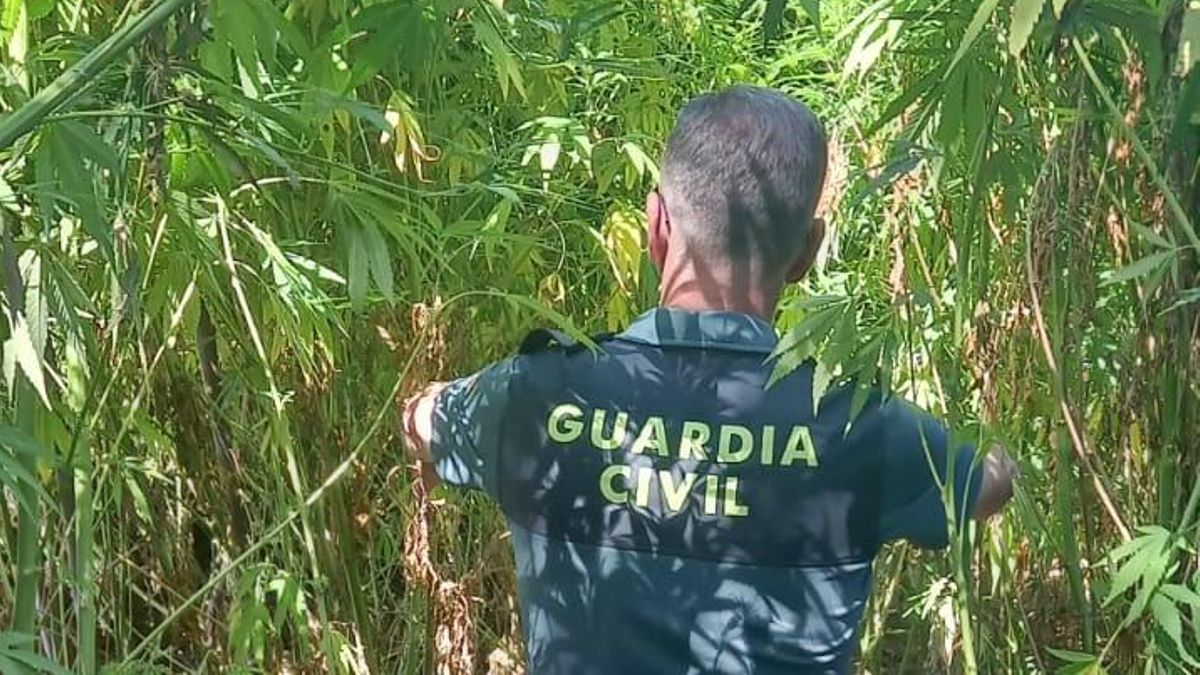 La Guardia Civil destapa una plantación de marihuana en el río Gévora que tenía cámaras de seguridad