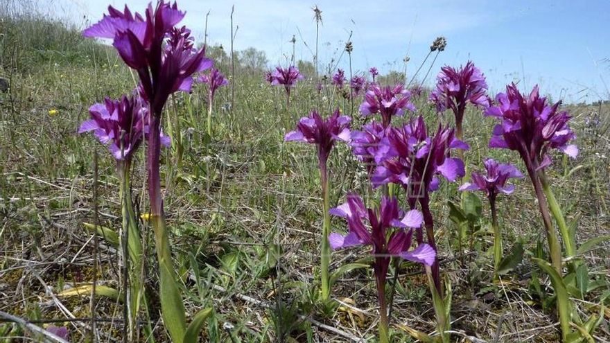 Varios expertos advierten de que las orquídeas silvestres en España están en peligro