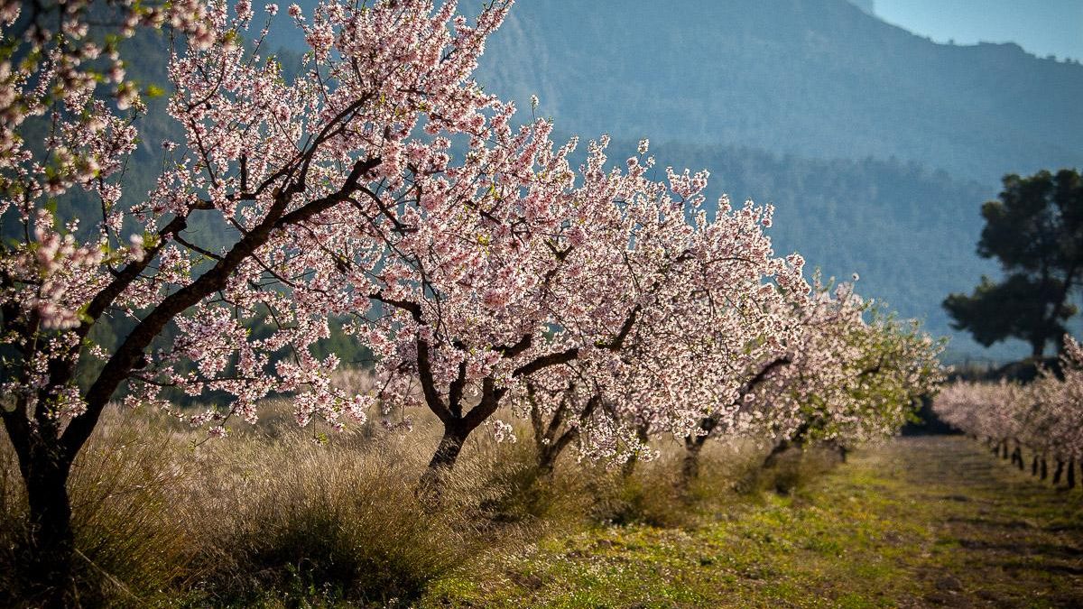 Almendros en flor Mula