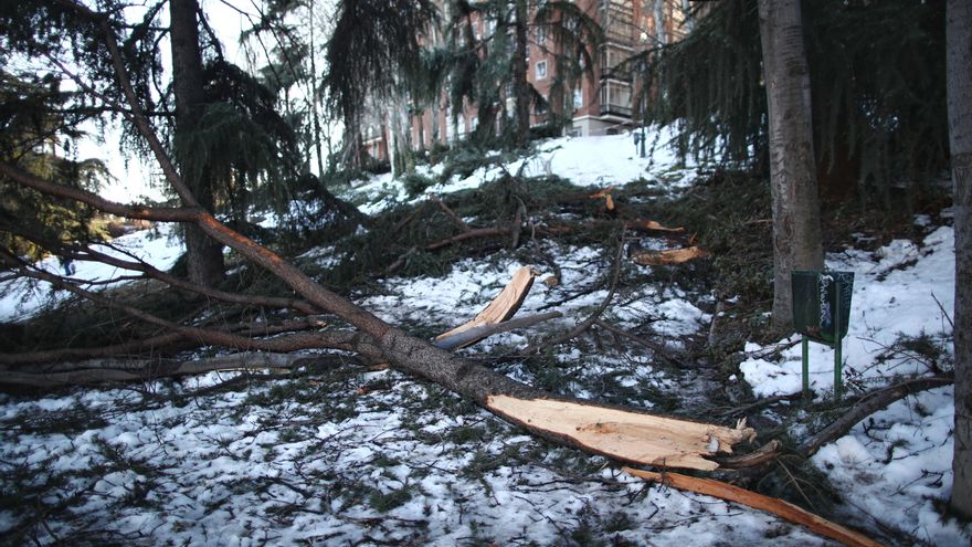 Un árbol dañado en el Parque de la Fuente del Berro en el distrito de Ventas, en Madrid (España), a 18 de enero de 2021