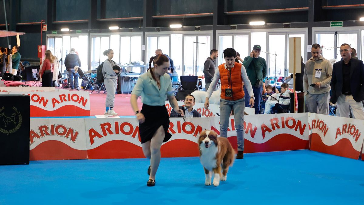 Espacio Mascotas en Gijón
