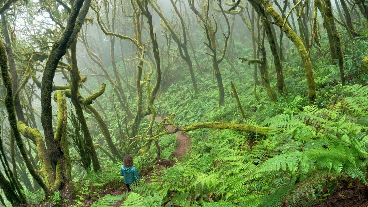 La laurisilva canaria, isla a isla: los mejores bosques para viajar millones de años atrás