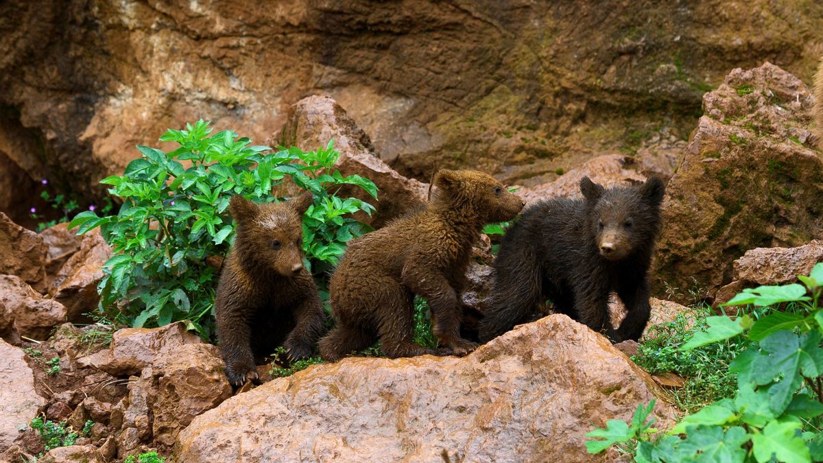Varios oseznos, nacidos en el Parque de la Naturaleza de Cabárceno, juguetean en la reserva cántabra. EFE/Pedro Puente Hoyos/Archivo