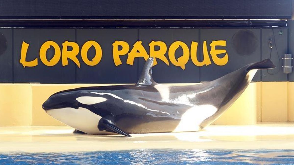 Varios organizaciones ambientales rechazan el traslado de las orcas de Marineland desde Francia a Loro Parque