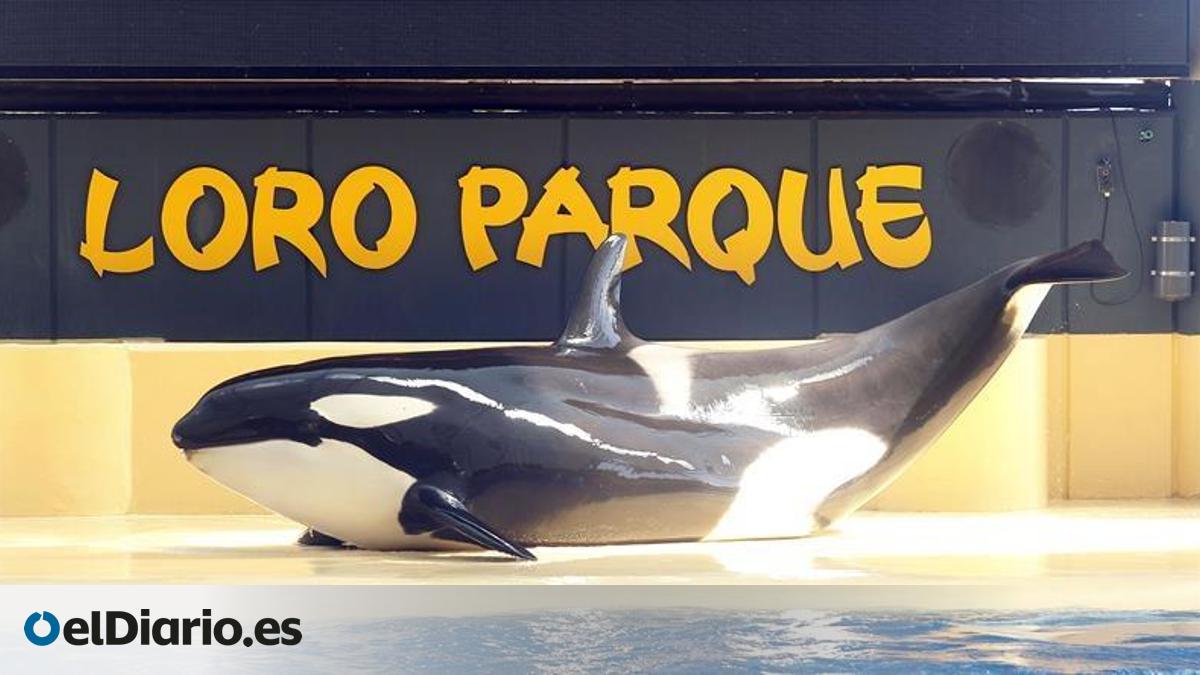 Varios organizaciones ambientales rechazan el traslado de las orcas de Marineland desde Francia a Loro Parque
