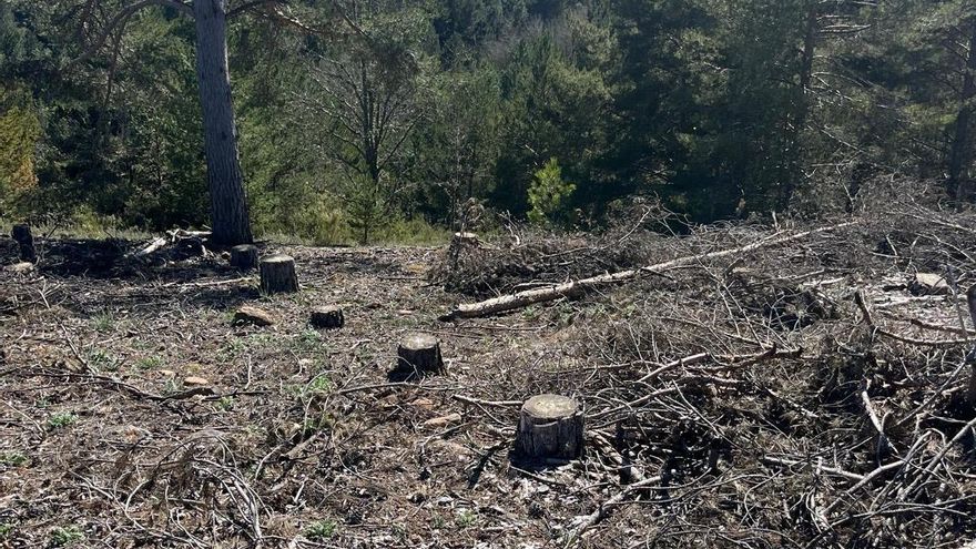 Investigan talas ilegales de árboles en el entorno del Curueño sin permiso de sus dueños