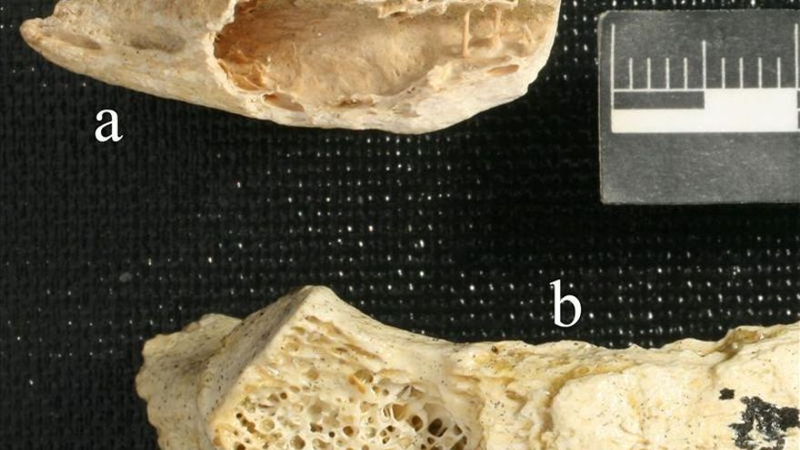 Hallan el cáncer de huesos más antiguo en un Neanderthal de hace 120.000 años