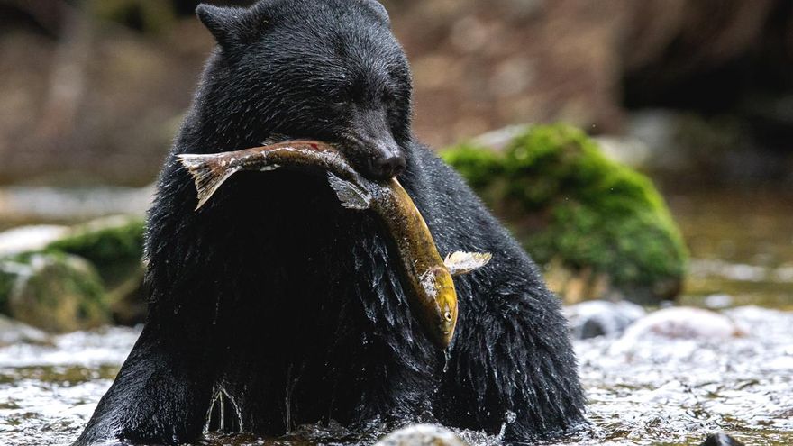 En la provincia canadiense de la Columbia Británica, animales como el oso negro, el lobo o el puma pueden ser abatidos legalmente como trofeos.