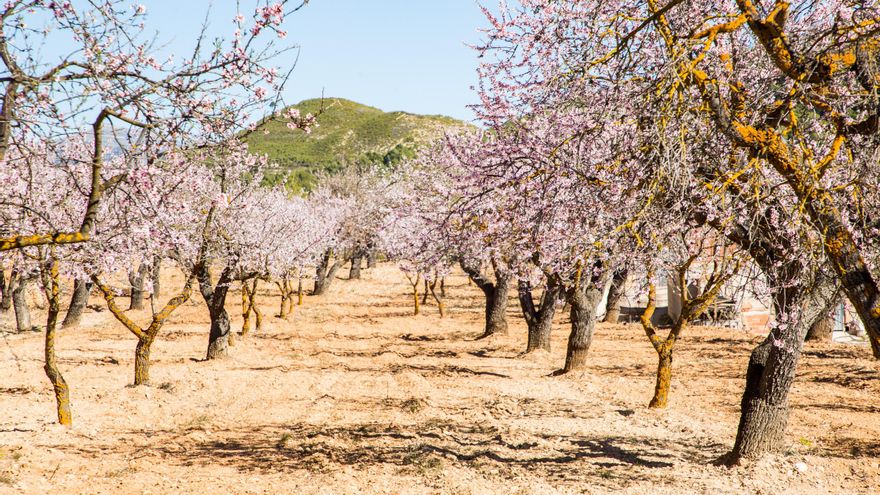 'Mula Flor' da la bienvenida a la primavera con una programación cargada de actividades