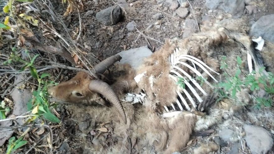 La Asociación Cazadores de Canarias Siete Islas denuncia el hallazgo de arruis abatidos y en estado de descomposición en el medio natural