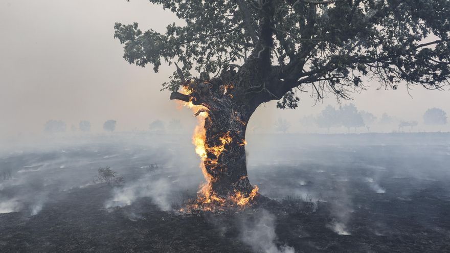 Unas 3.500 personas siguen desalojadas en Castilla y León por los incendios forestales