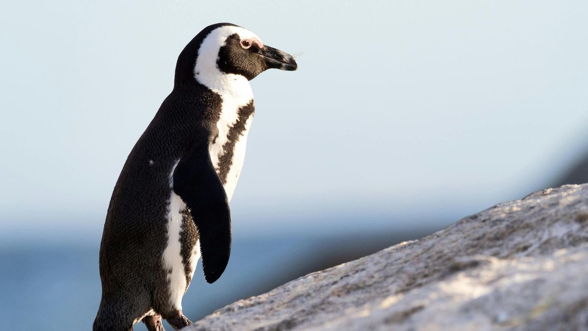 Los pingüinos africanos están desapareciendo y el motivo está en la crisis de sardinas