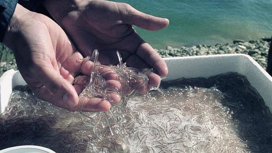 Las primeras angulas de la temporada vendidas en Ribadesella a 4.970 euros