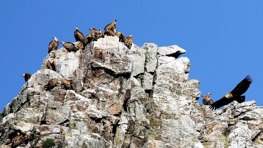 Buitres leonados en el Parque Nacional de Monfragüe.