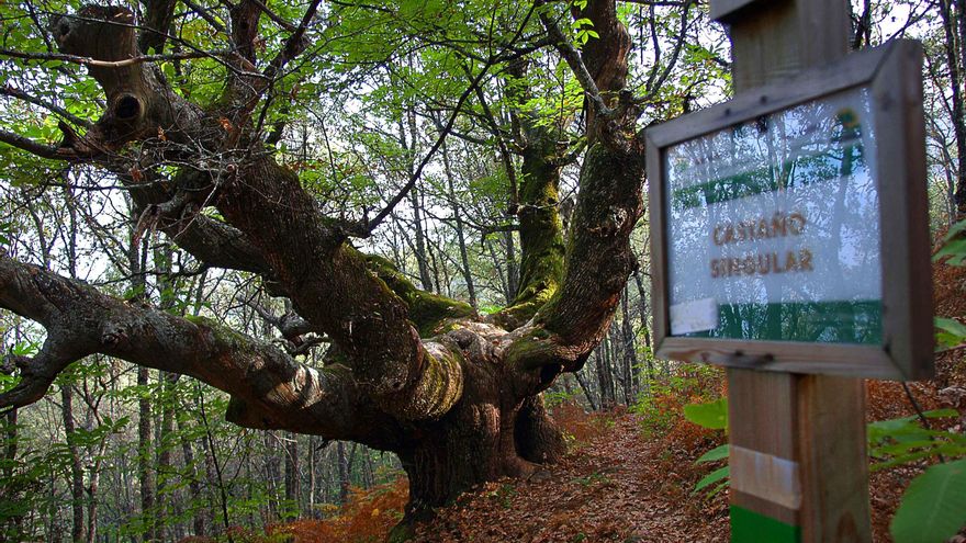 Los castaños milenarios de este pueblo extremeño que han sido reconocidos como “árboles singulares” y que están en pleno Valle del Jerte