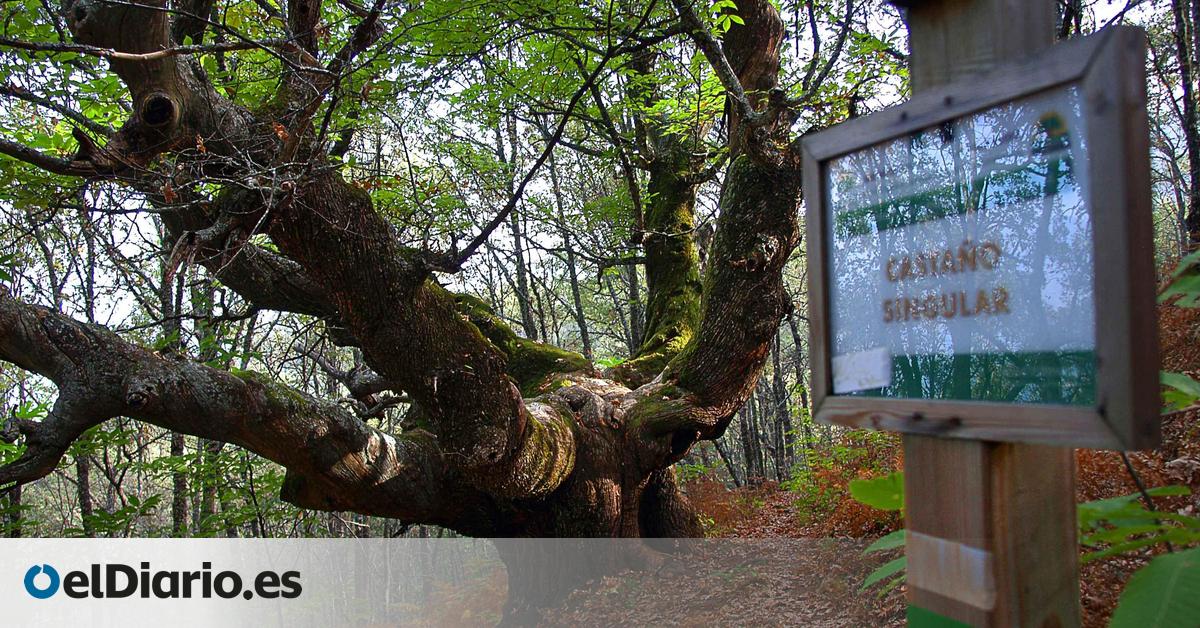 Los castaños milenarios de este pueblo extremeño que han sido reconocidos como “árboles singulares” y que están en pleno Valle del Jerte