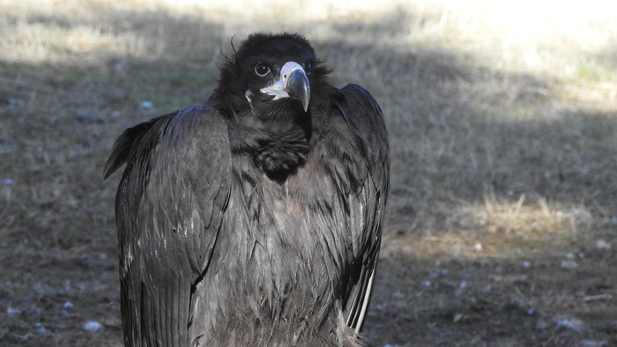 El buitre negro riojano 'Iregua' ya vuela por la Sierra de la Demanda tras su caída del nido