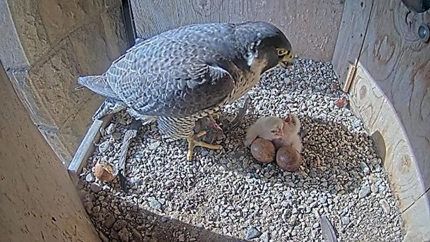 Nacen pollitos de halcón en lo alto de la Sagrada Familia
