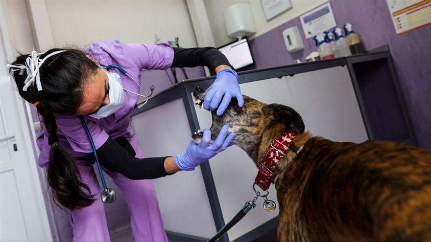 Animales y antibióticos: qué hay detrás de las protestas de los veterinarios por una medida aprobada en 2023