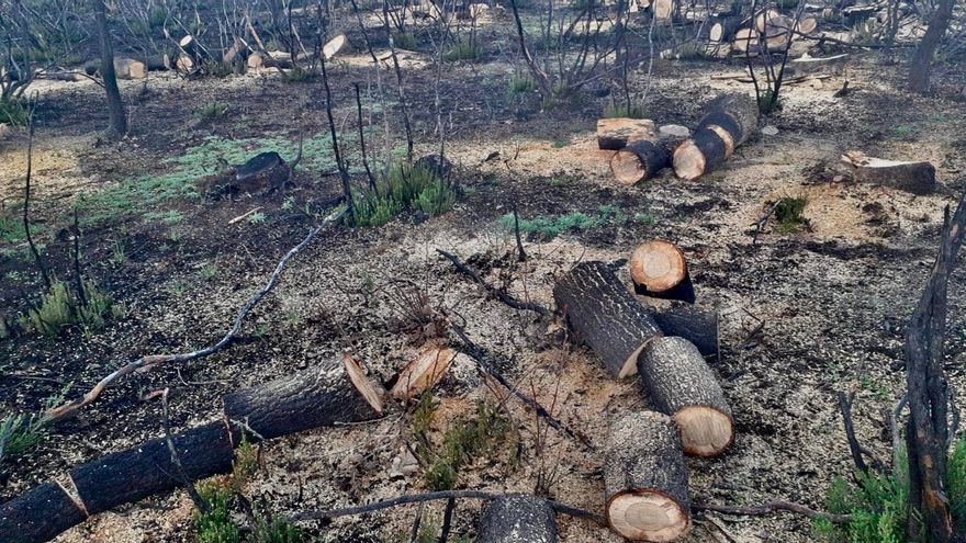 Ecologistas en Acción exige a la Junta parar "de forma inmediata" la tala de robles en la Sierra de la Culebra hasta comprobarse cuáles han resistido al fuego