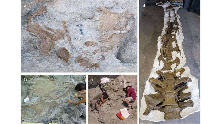 Imágenes de distintos restos fósiles de Abditosaurus kuehnei en el yacimiento de Orcau-1 (a), del proceso de excavación (b y c) y del cuello ya preparado (d)