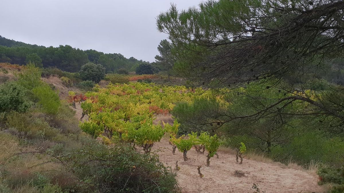 Rodeada de viñedos, es considerada la única masa autóctona existente de pino carrasco en esta comunidad