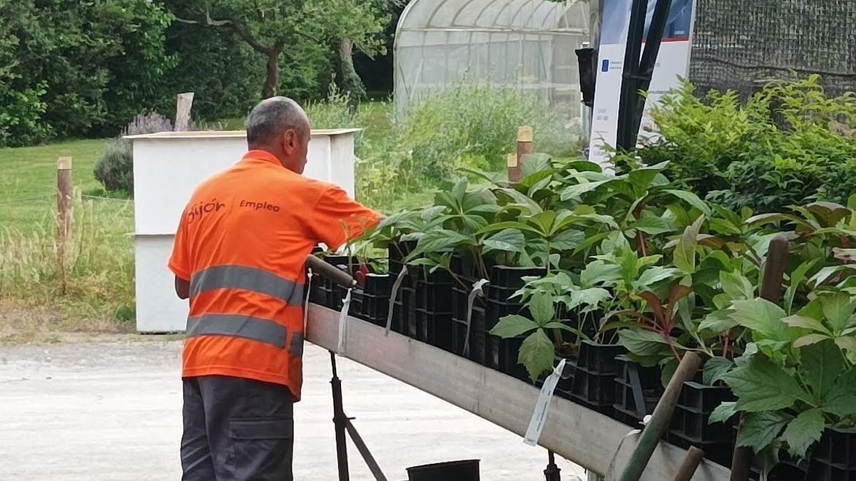 Abierta la convocatoria del Plan de Empleo Municipal 2025-2026 en Gijón: 166 puestos disponibles