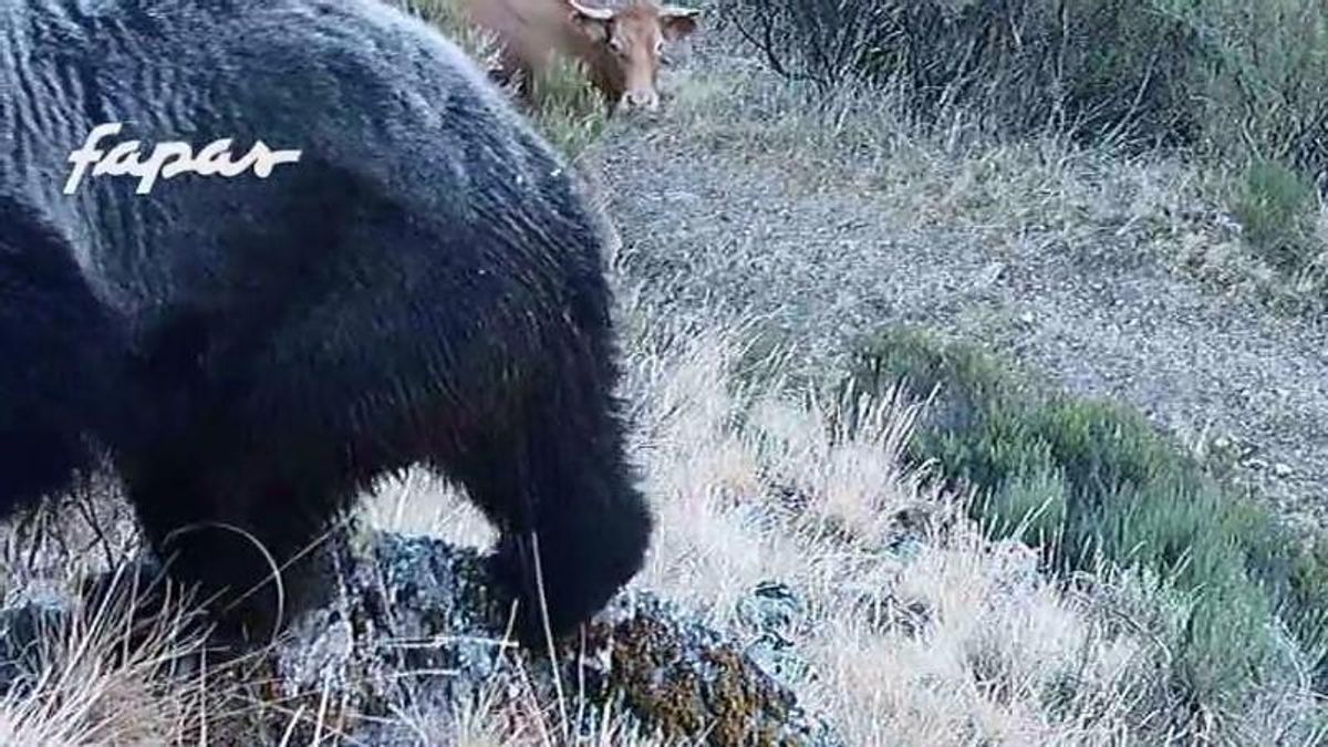 Momento en que se encuentran el oso y las primeras vacas en la montaña asturiana.