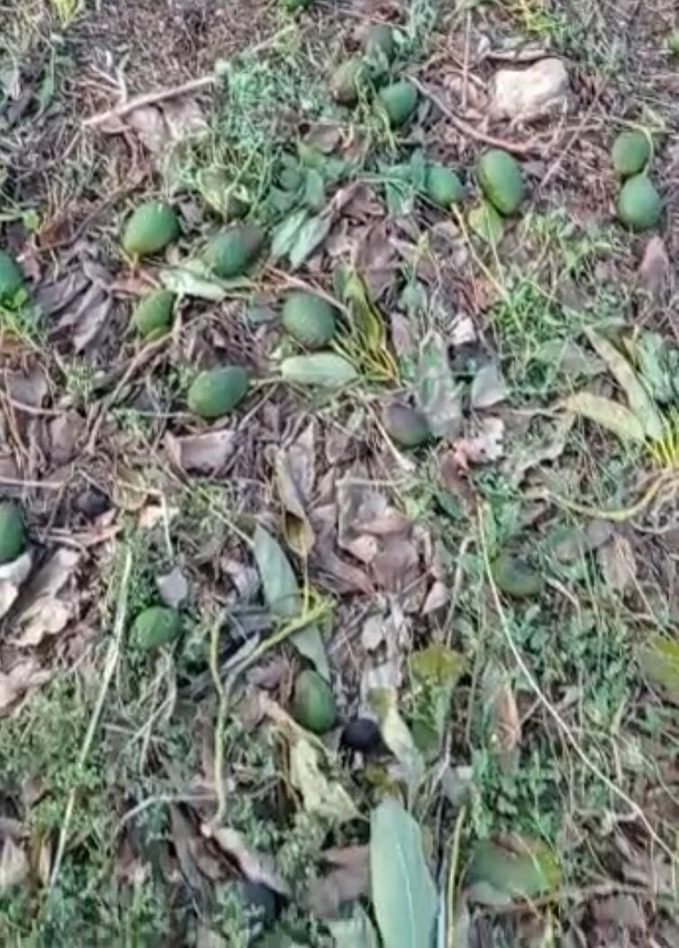 Aguacates tirados por el viento.