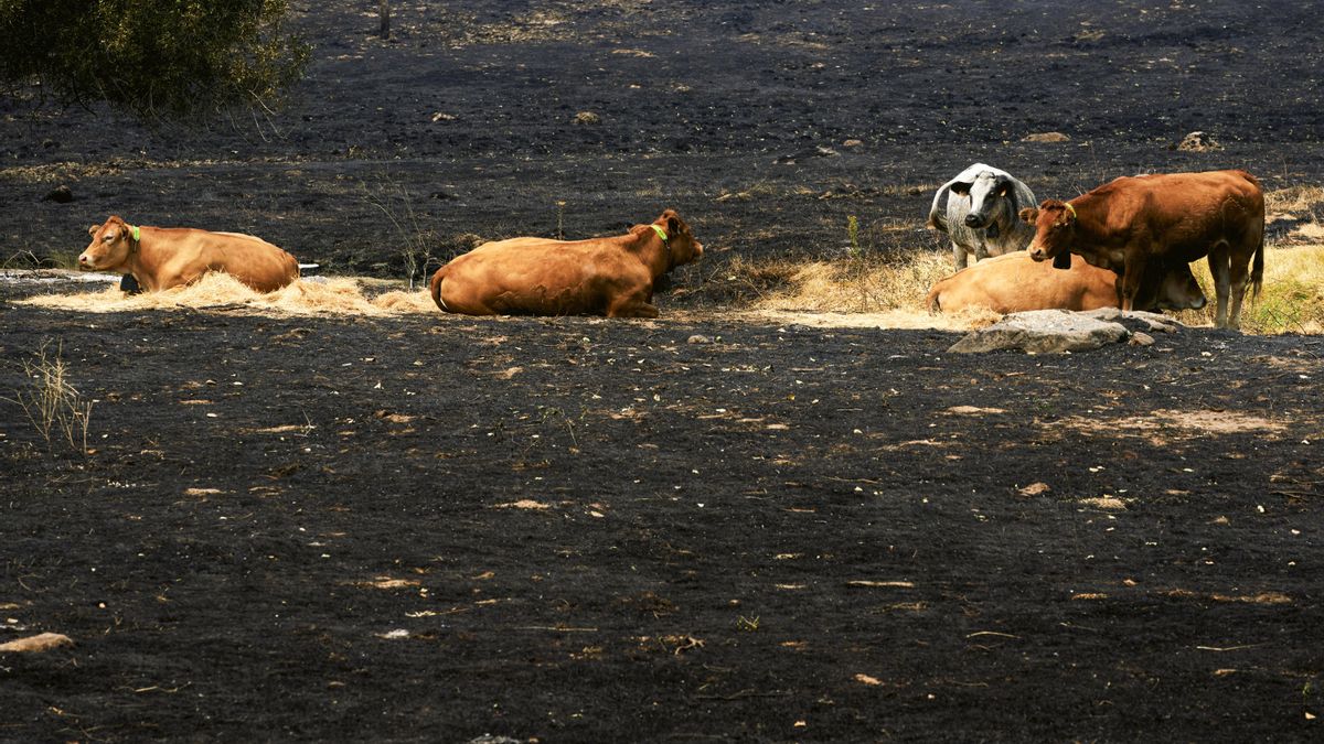 Ganado en una zona afectada por el incendio de Burgohondo.