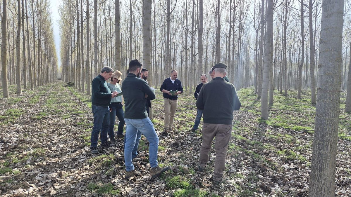 La ULE reúne al sector del chopo para afrontar su futuro ante el cambio climático y la demanda industrial