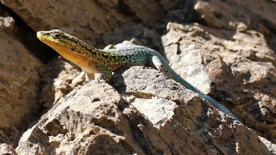 No todas las especies habitan donde toleran la temperatura: también influyen sus competidores