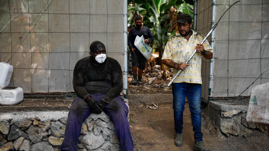Dos agricultores llenos de ceniza, después de recoger las piñas de plátanos con la 'podona', una especie de hoz en Tazacorte (La Palma)