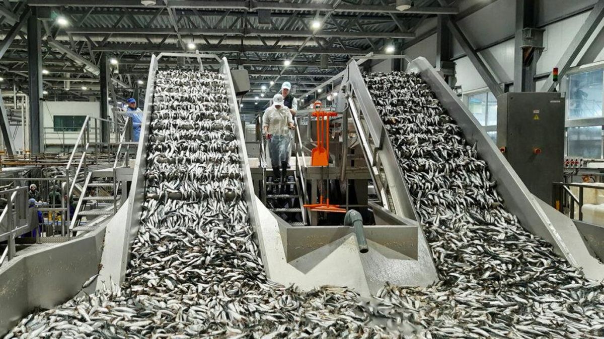 Planta procesadora de pescado en el este de Rusia.