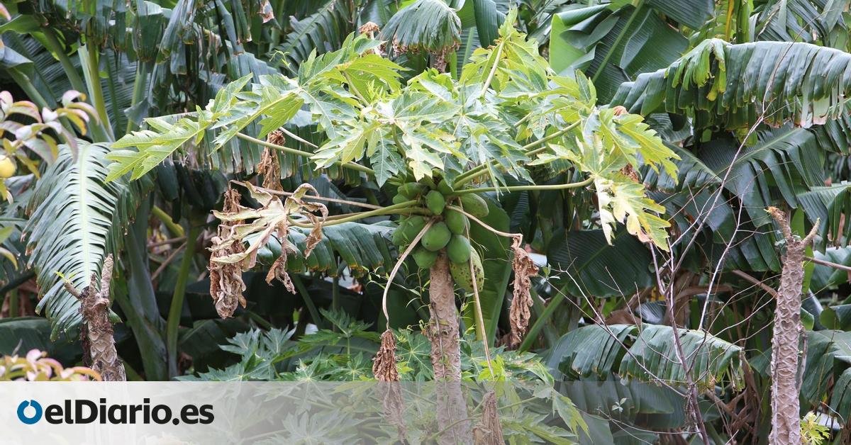 La Cooperativa Agrícola del Norte de Gran Canaria lanza la marca Lairaga Tropical, ‘alma mater’ de su proyecto de frutas subtropicales
