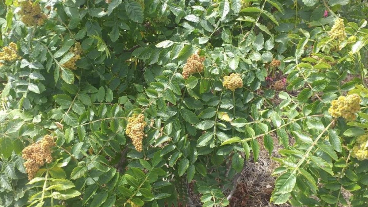 El zumaque  (Rhus coriaria / Anacardiaceae)